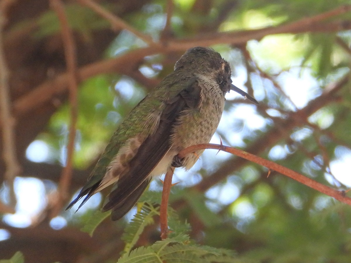 Anna's Hummingbird - ML624177628