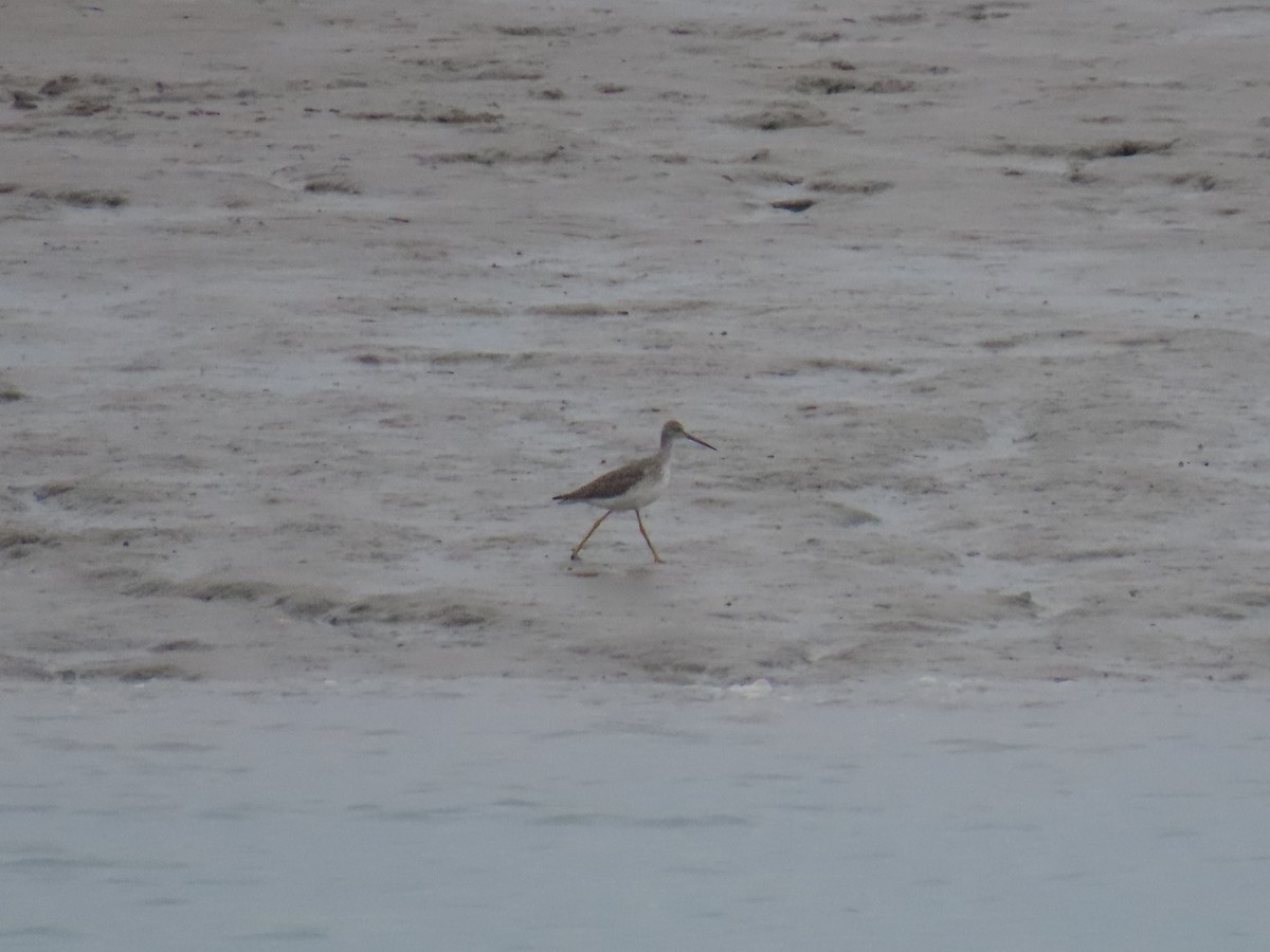 Greater Yellowlegs - ML624177642