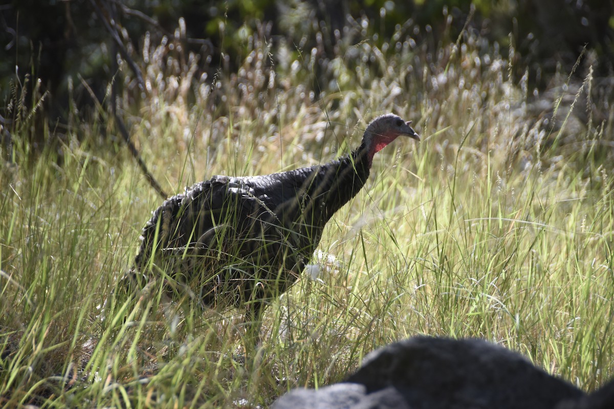 Wild Turkey - ML624177647