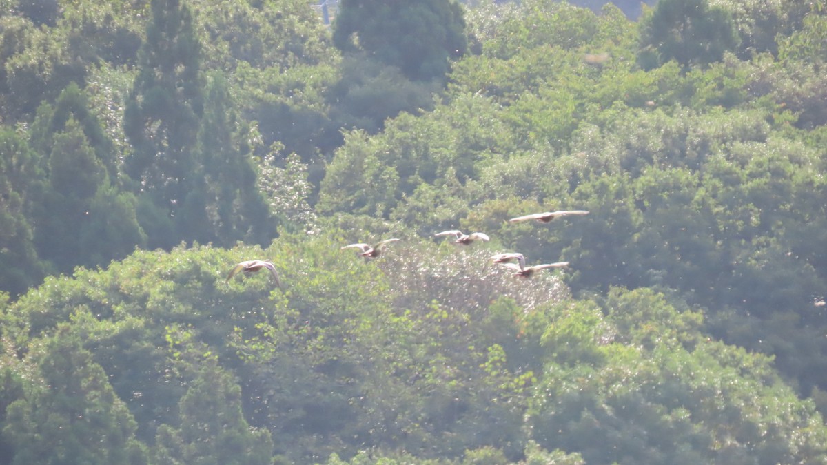 Eastern Spot-billed Duck - ML624177649