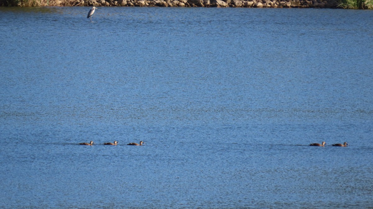 Eastern Spot-billed Duck - ML624177653