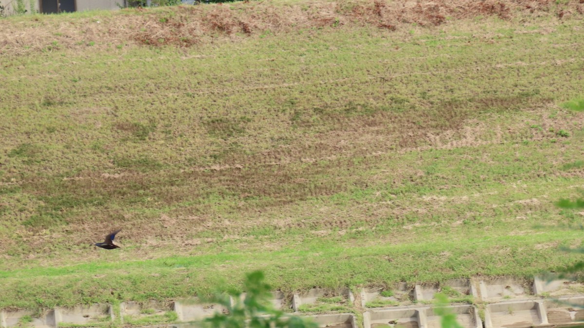 Eastern Spot-billed Duck - ML624177656