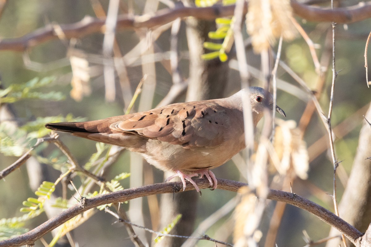 Ruddy Ground Dove - ML624177675