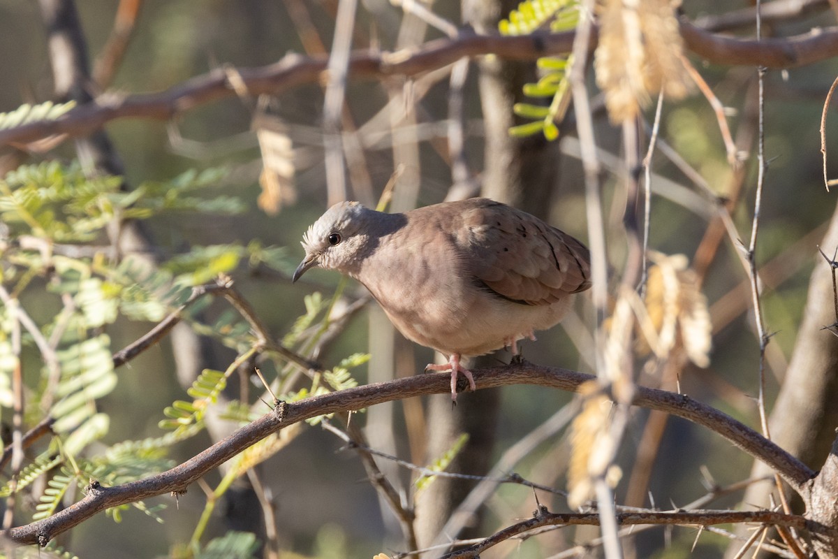 Ruddy Ground Dove - ML624177676