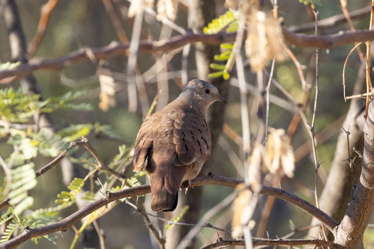 Ruddy Ground Dove - ML624177677