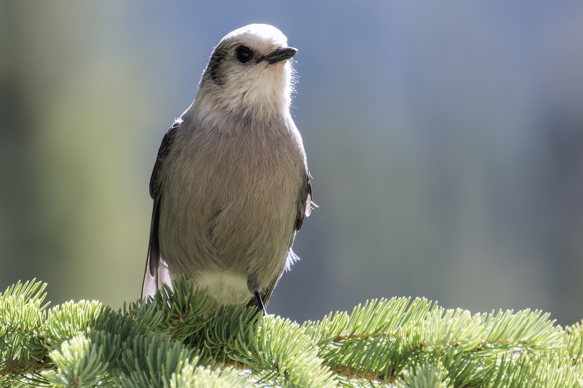 カナダカケス（capitalis／bicolor） - ML624177681