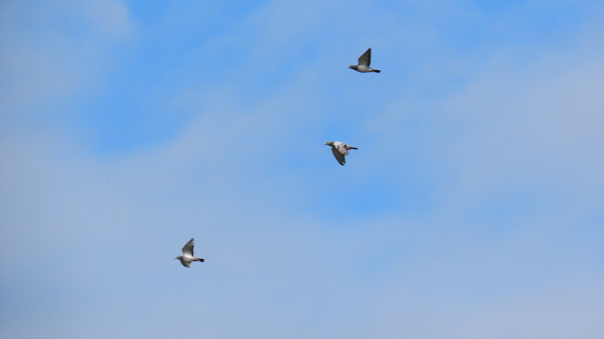 Rock Pigeon (Feral Pigeon) - ML624177683