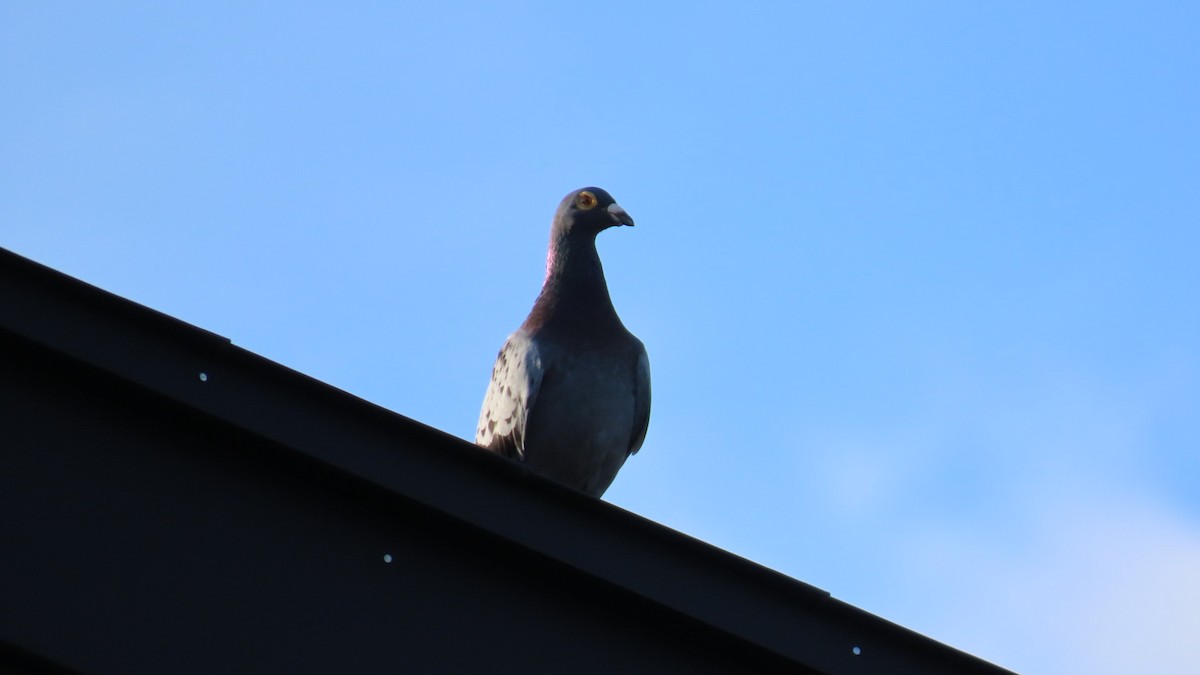 Rock Pigeon (Feral Pigeon) - YUKIKO ISHIKAWA