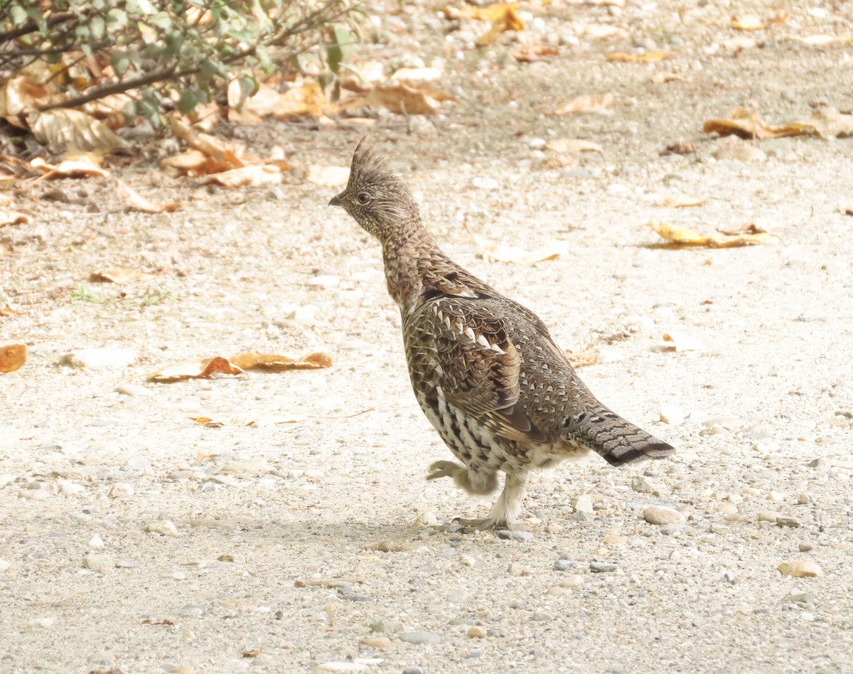 Ruffed Grouse - ML624177688