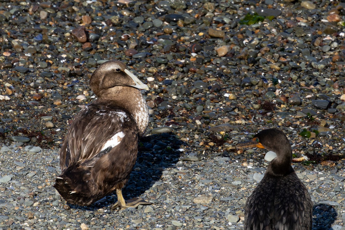 Common Eider - ML624177709