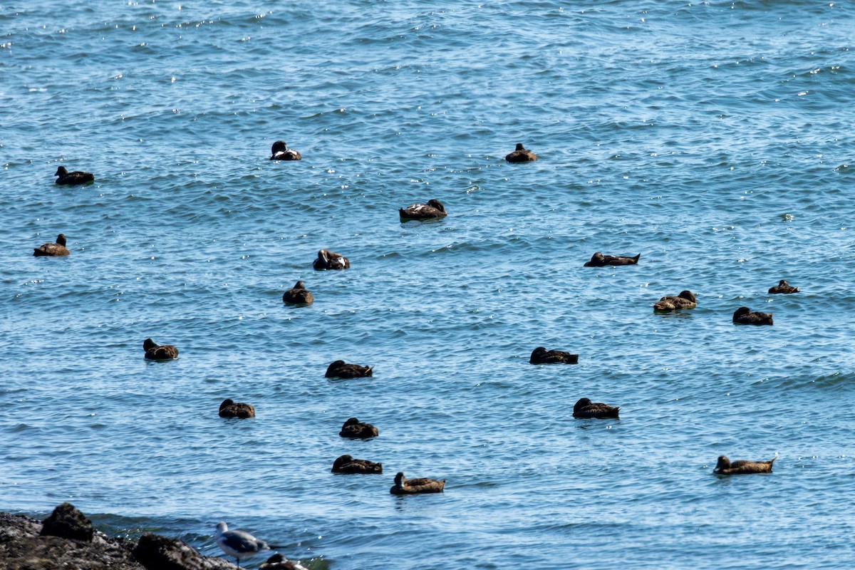 Common Eider - ML624177710