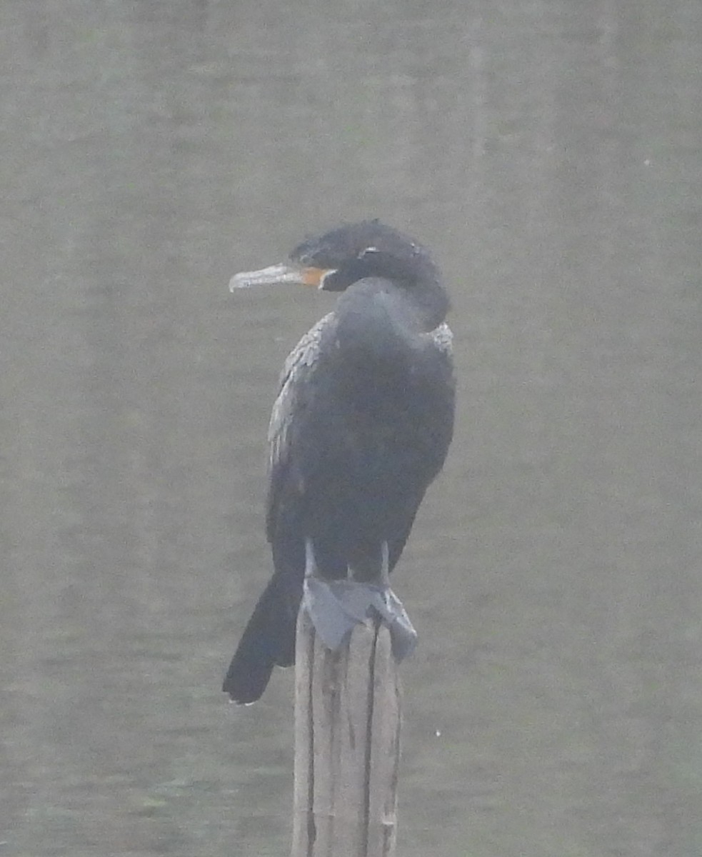 Neotropic Cormorant - Colin Meusel