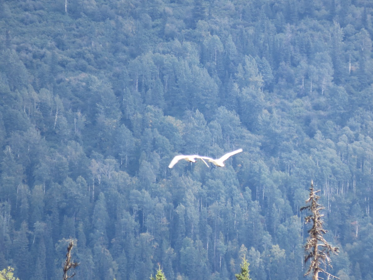 Trumpeter Swan - ML624177847