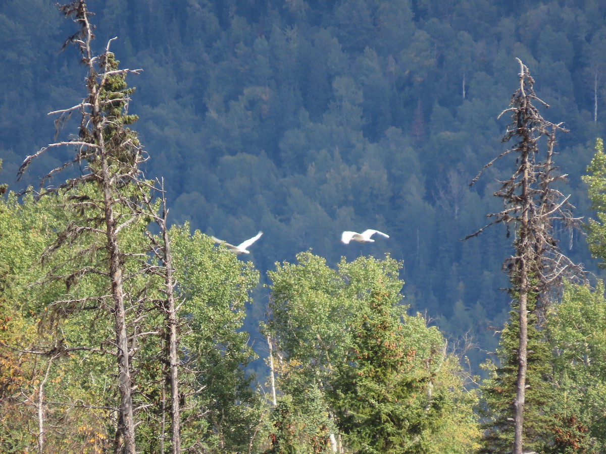 Trumpeter Swan - ML624177848