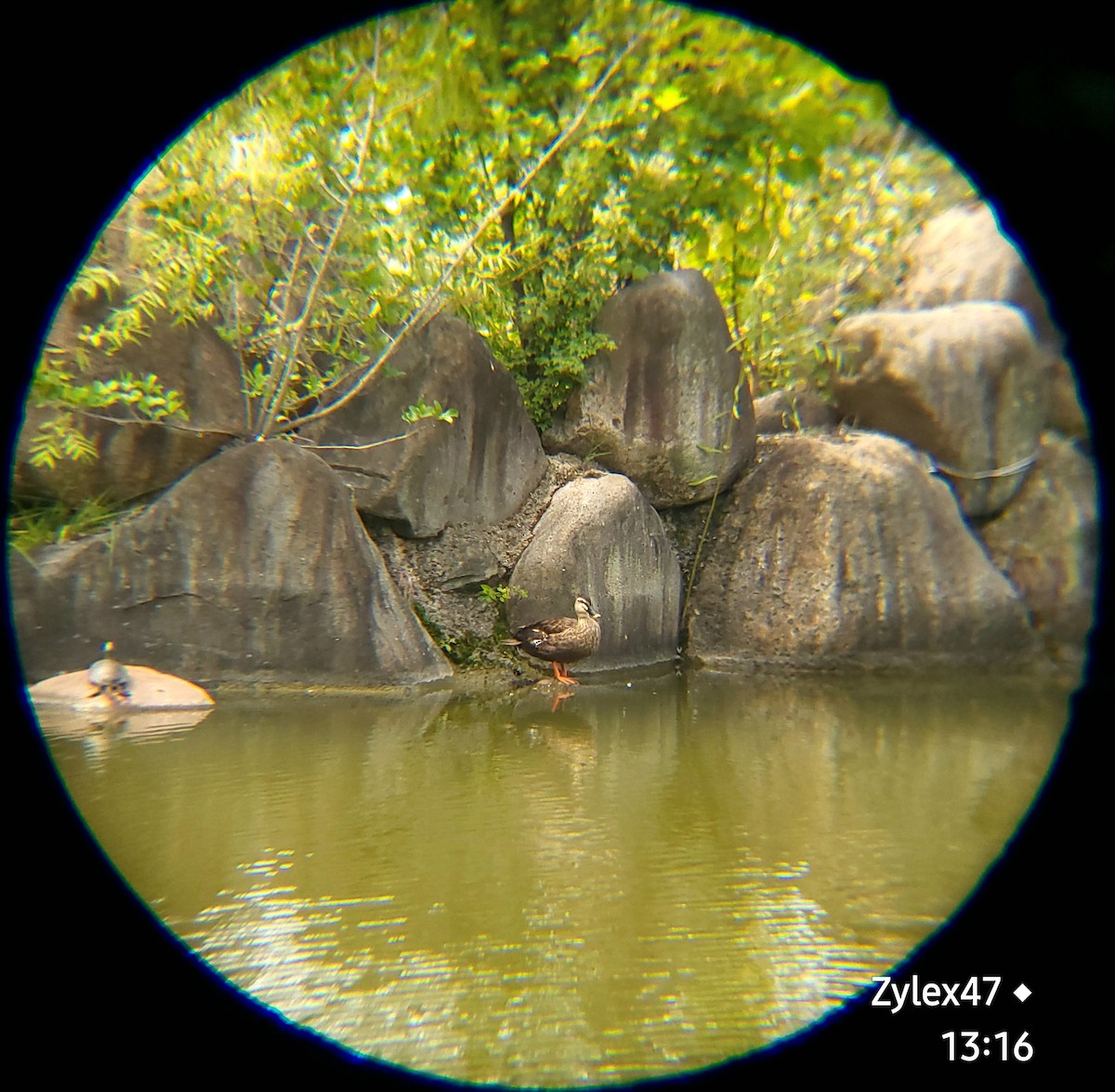 Eastern Spot-billed Duck - ML624177849