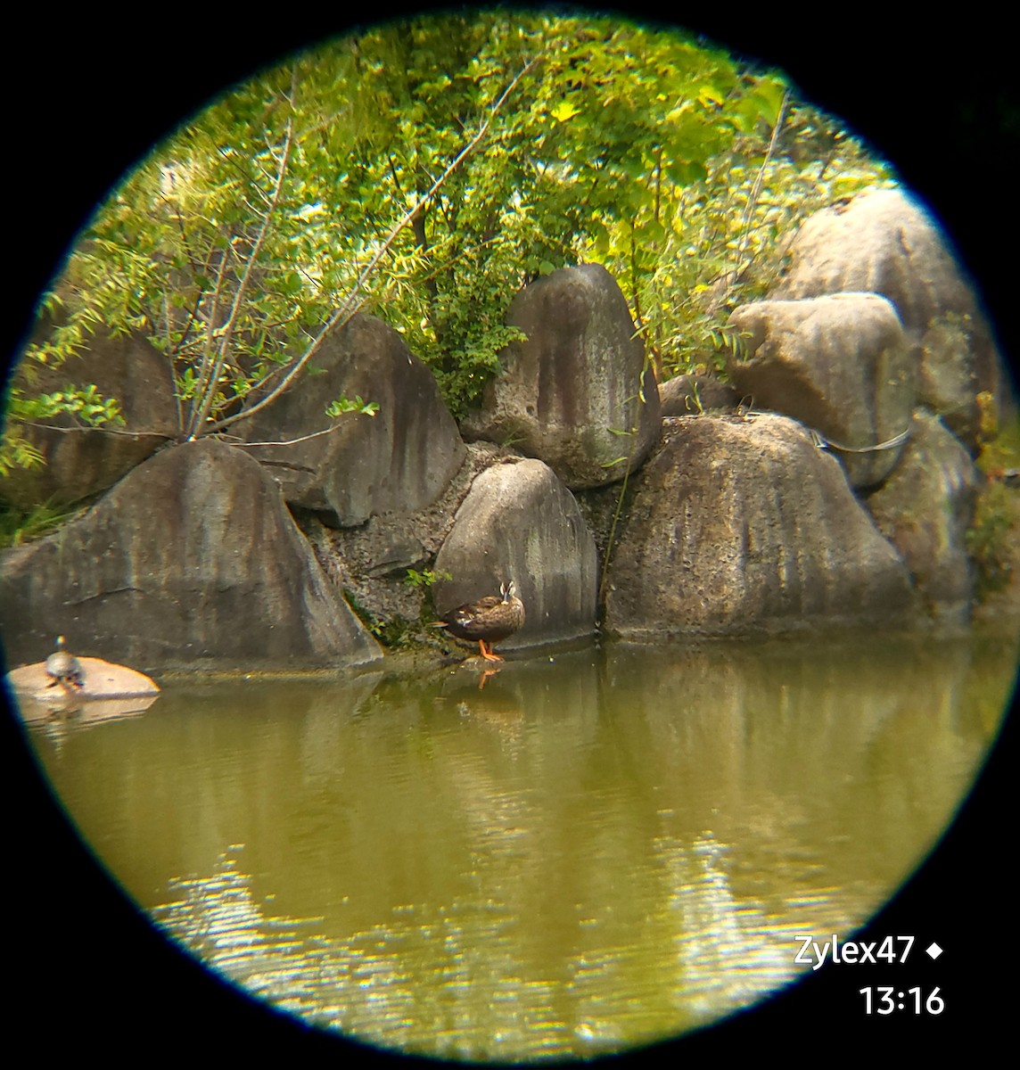 Eastern Spot-billed Duck - ML624177850