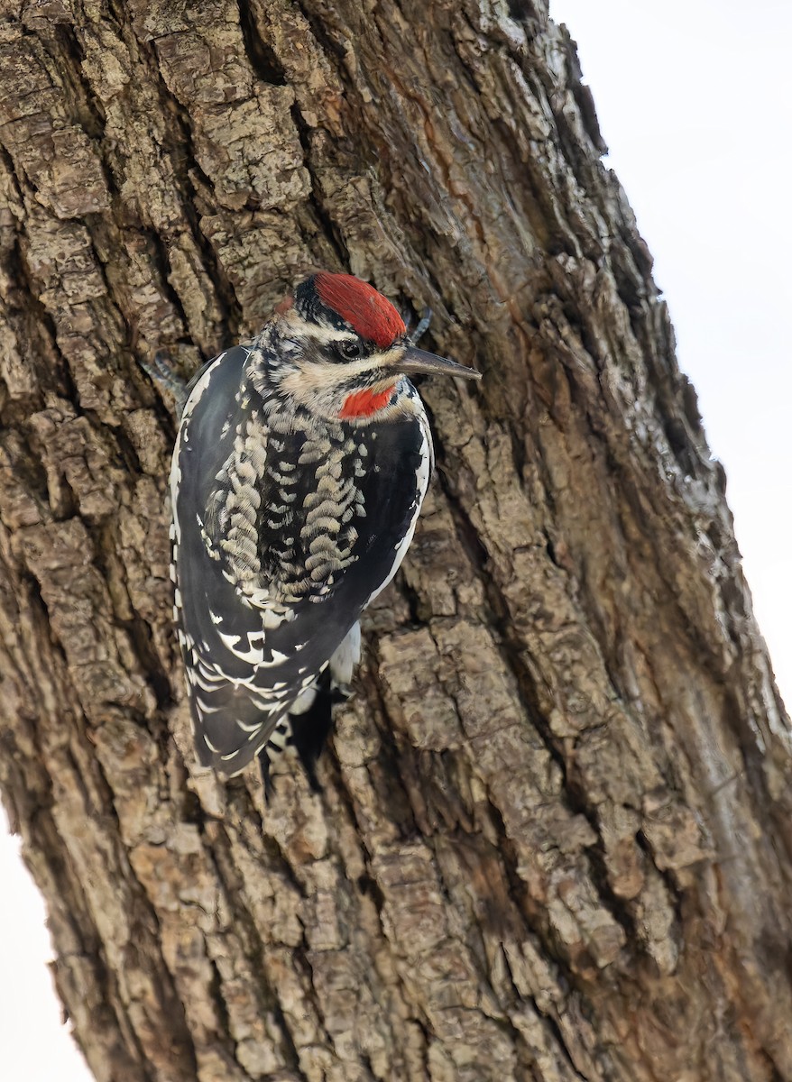 Red-naped Sapsucker - Nirmal Khandan