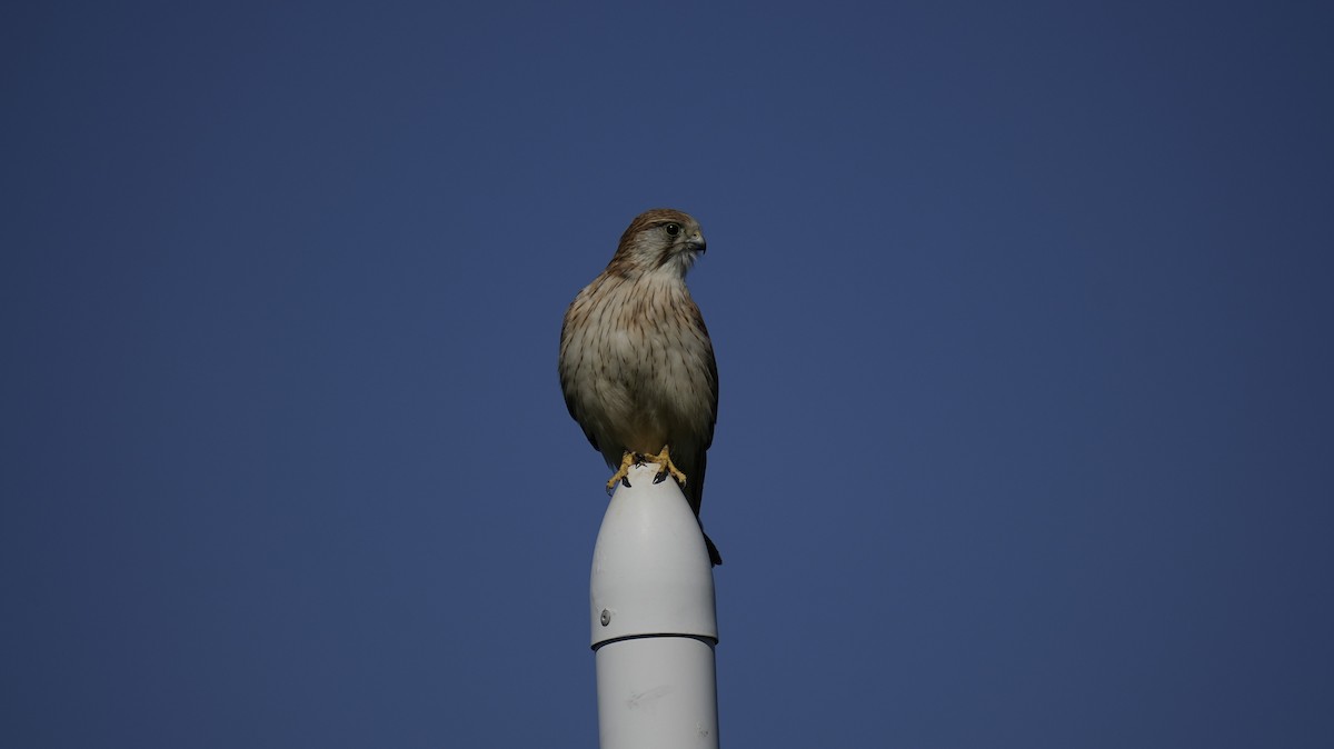 Nankeen Kestrel - ML624177894