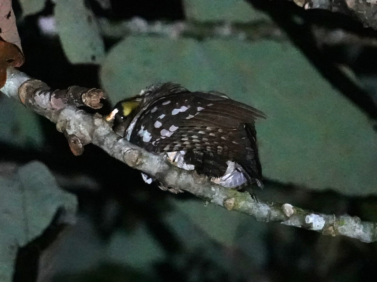 Solomons Frogmouth - ML624177901