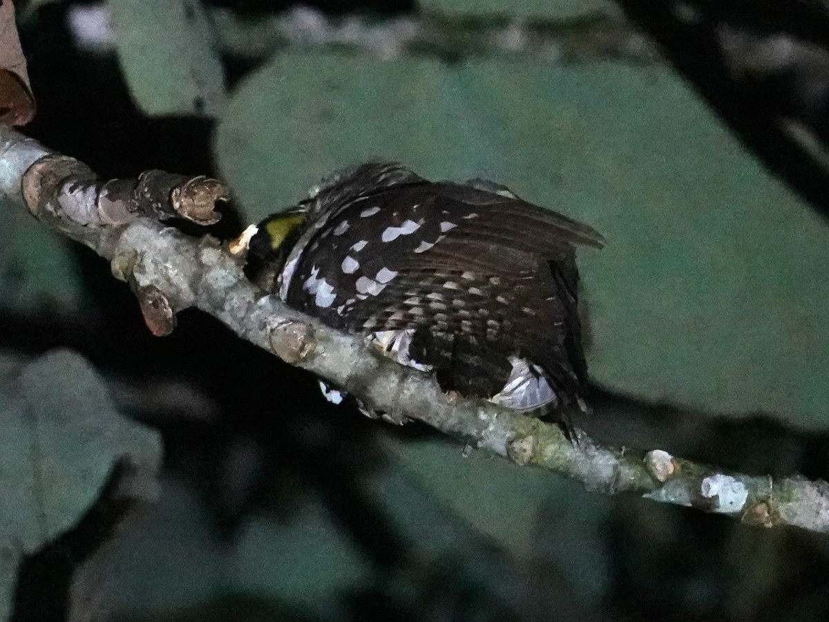 Solomons Frogmouth - ML624177902