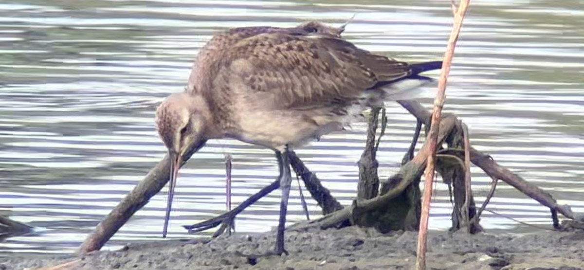 Hudsonian Godwit - ML624177905