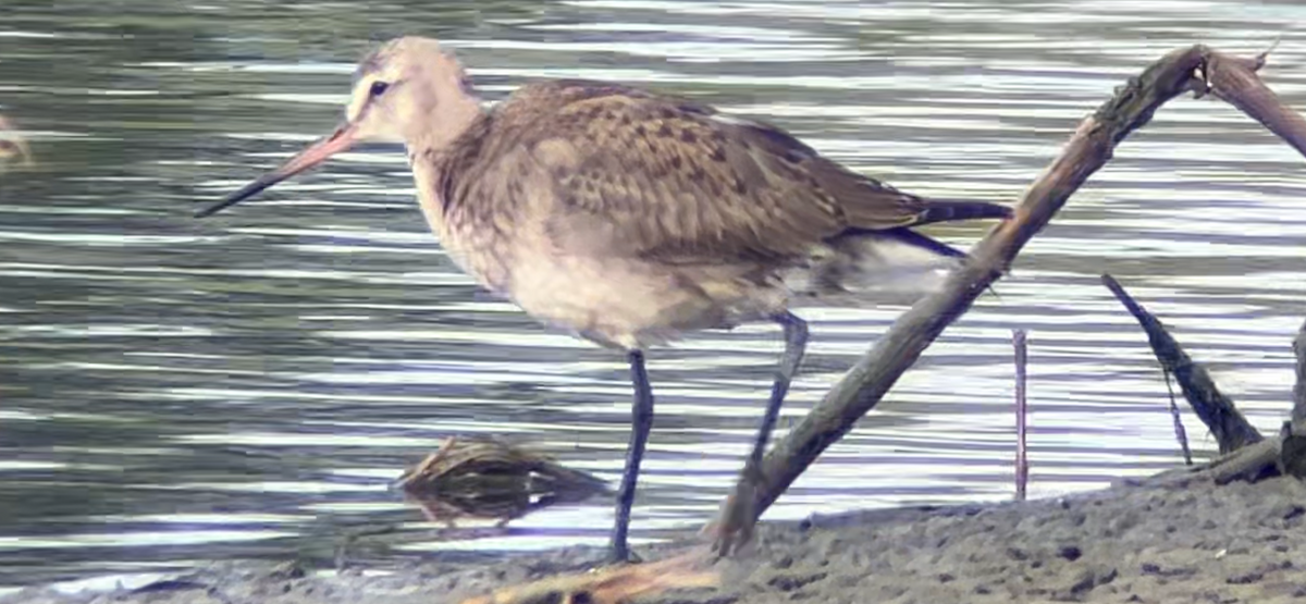 Hudsonian Godwit - ML624177943