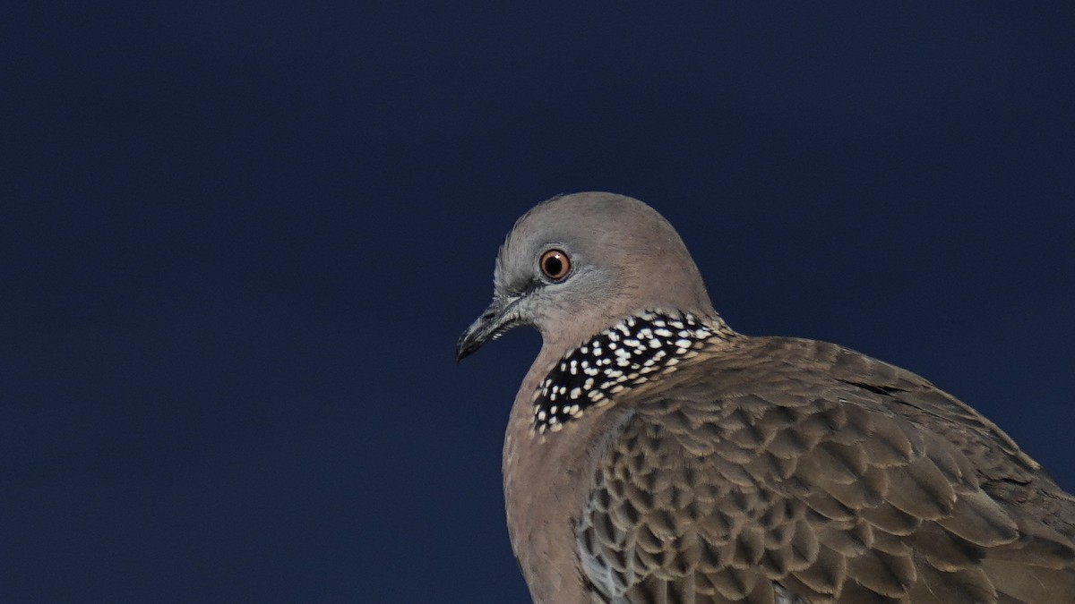 Spotted Dove (Eastern) - Ulises Cabrera Miranda