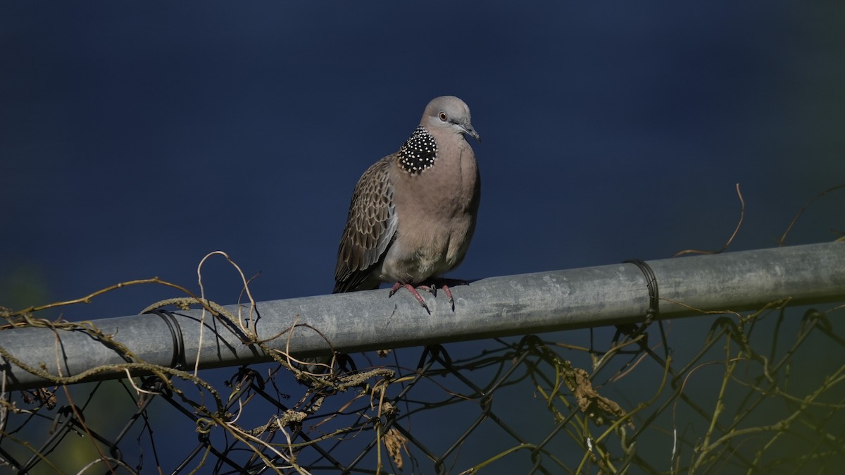 Spotted Dove (Eastern) - ML624177950