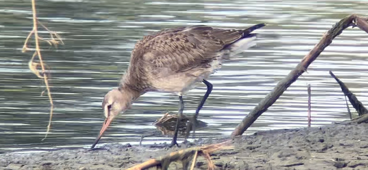 Hudsonian Godwit - ML624177962