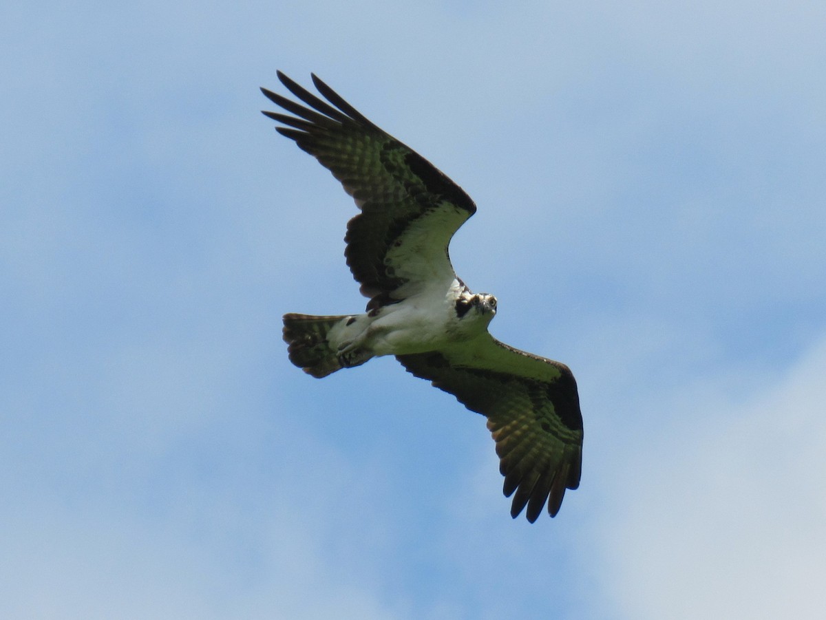 Osprey - ML624177967