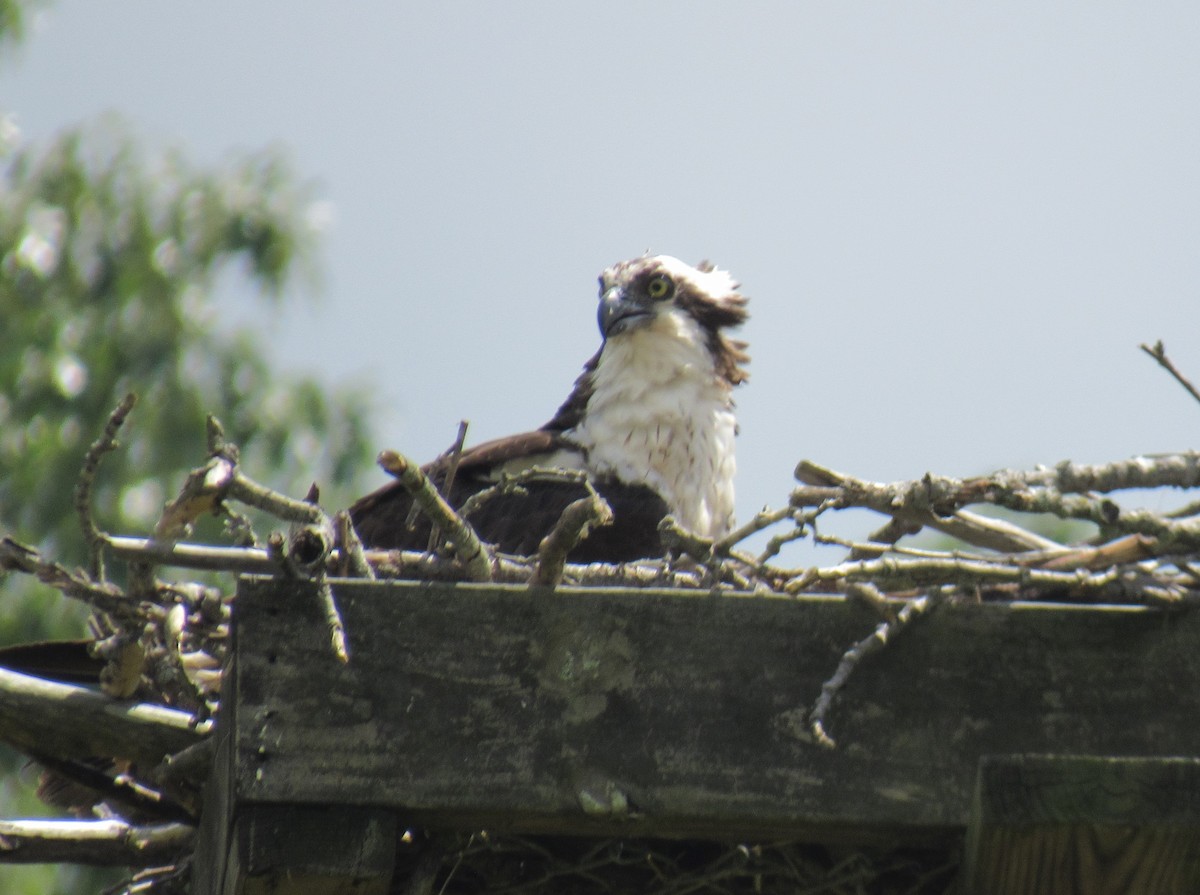 Osprey - ML624177968