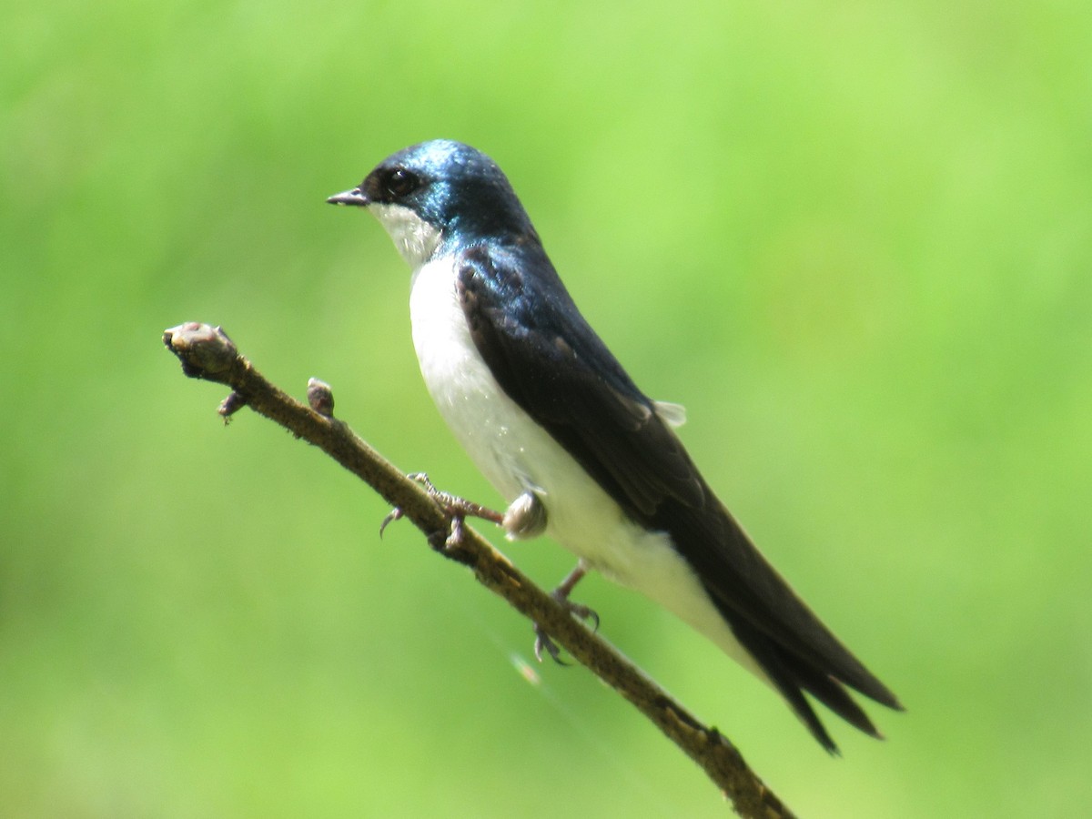 Tree Swallow - ML624177970