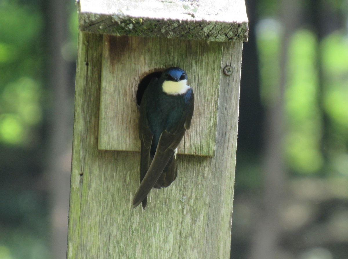 Tree Swallow - ML624177971