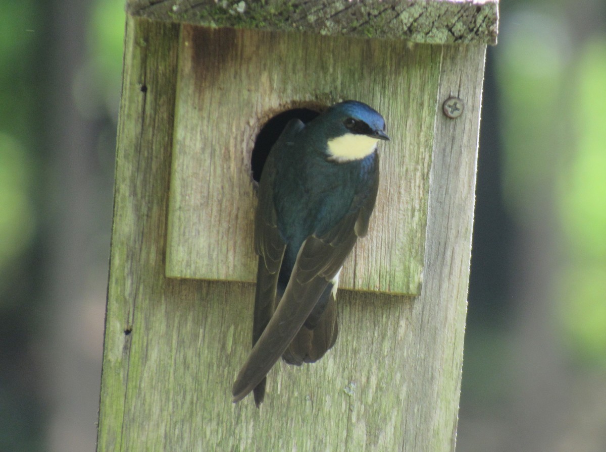 Tree Swallow - ML624177972