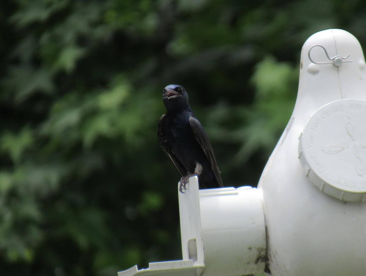 Purple Martin - ML624177975