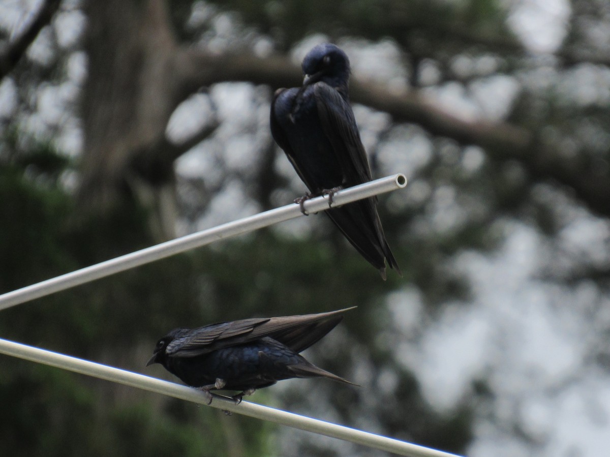 Purple Martin - ML624177976