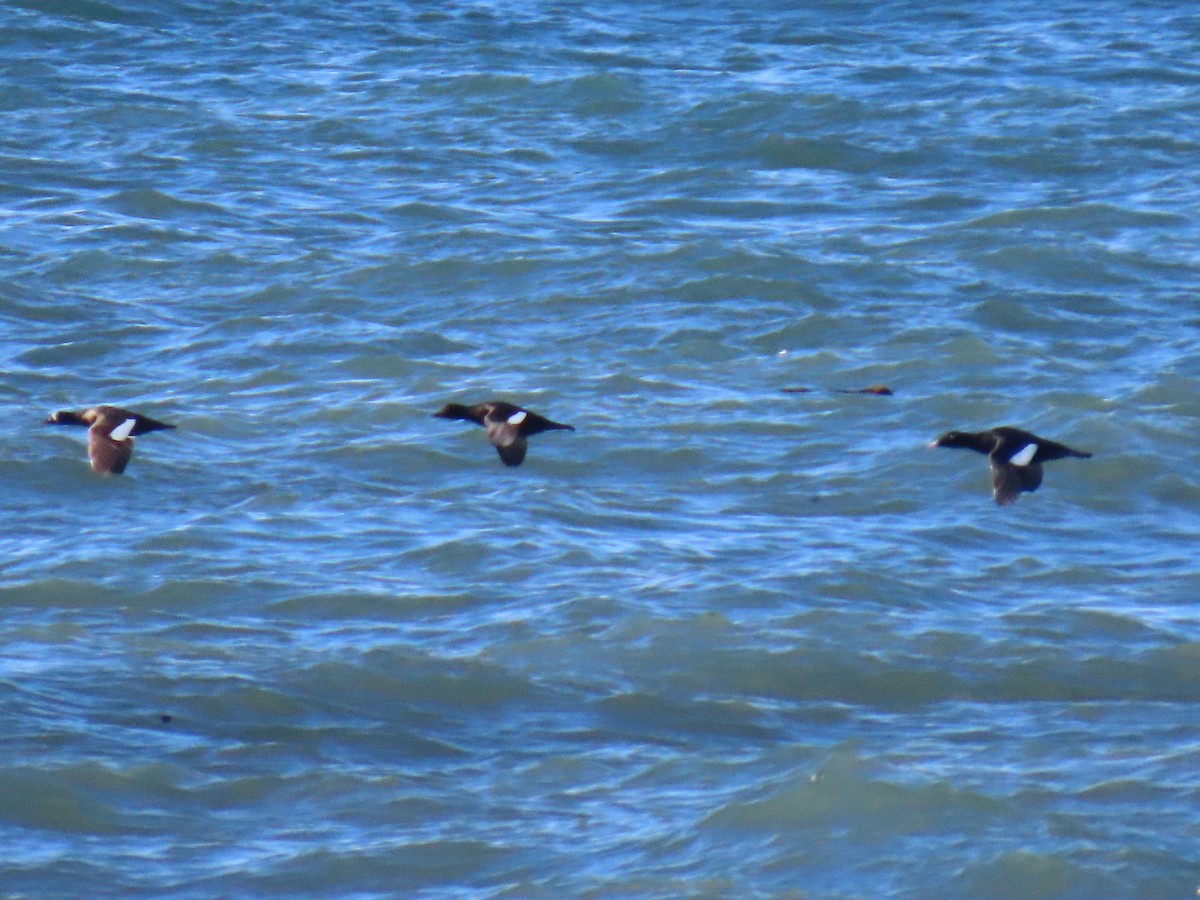 White-winged Scoter - Laura Burke