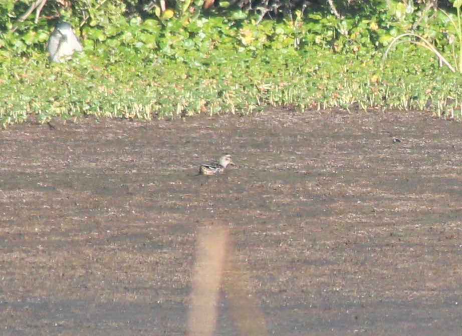 Garganey - ML624177992