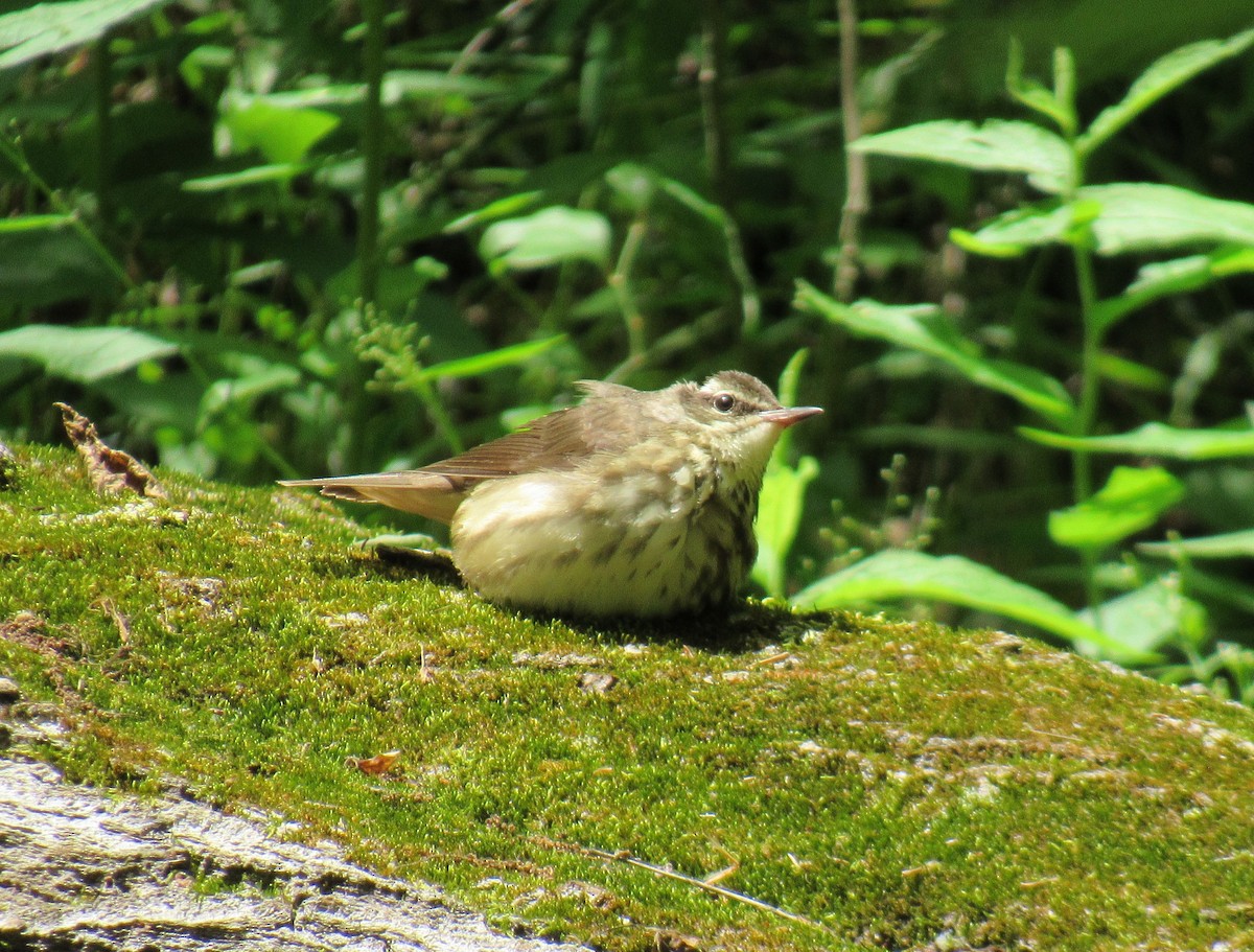 Louisiana Waterthrush - ML624177993