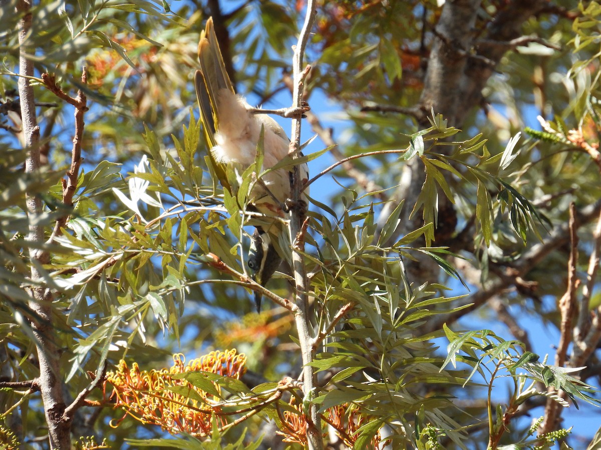 Blue-faced Honeyeater - ML624178012