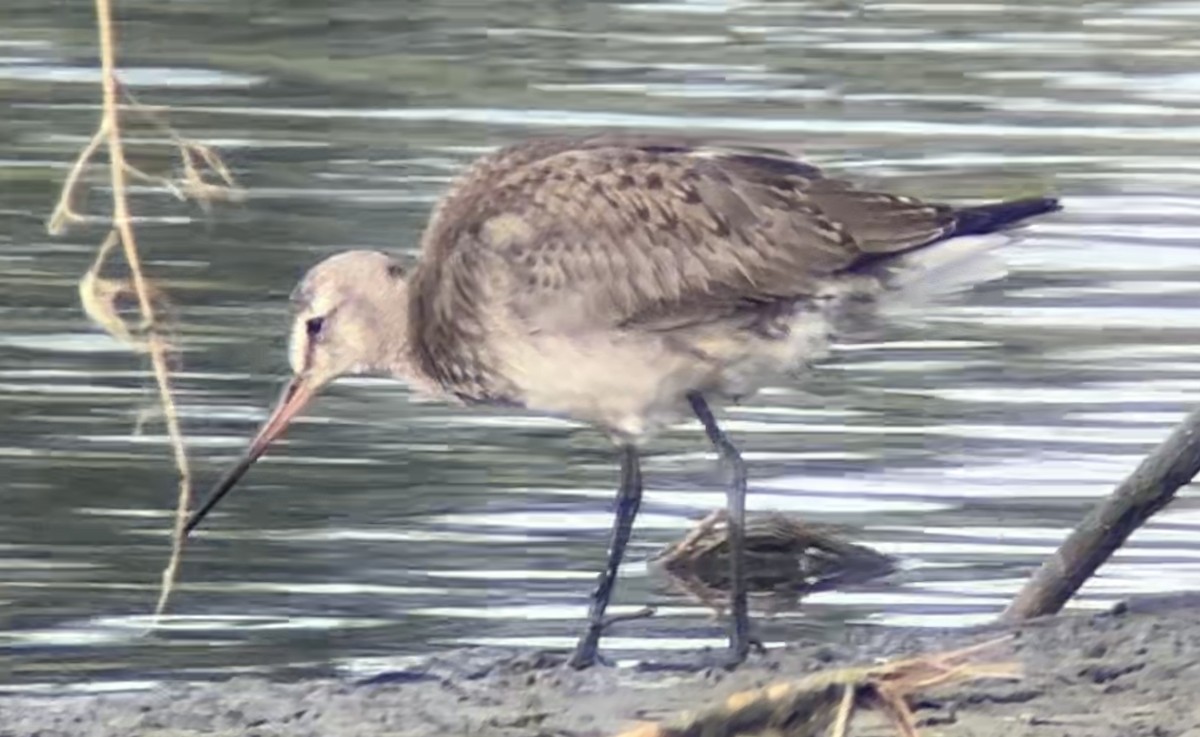 Hudsonian Godwit - ML624178024