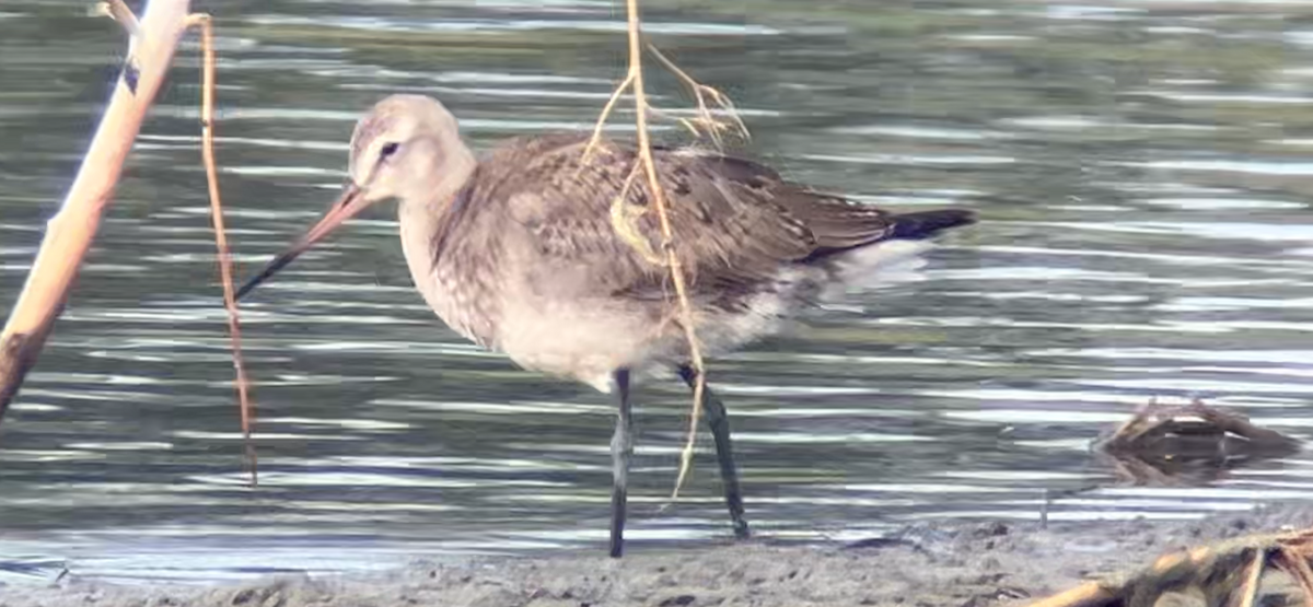 Hudsonian Godwit - ML624178027