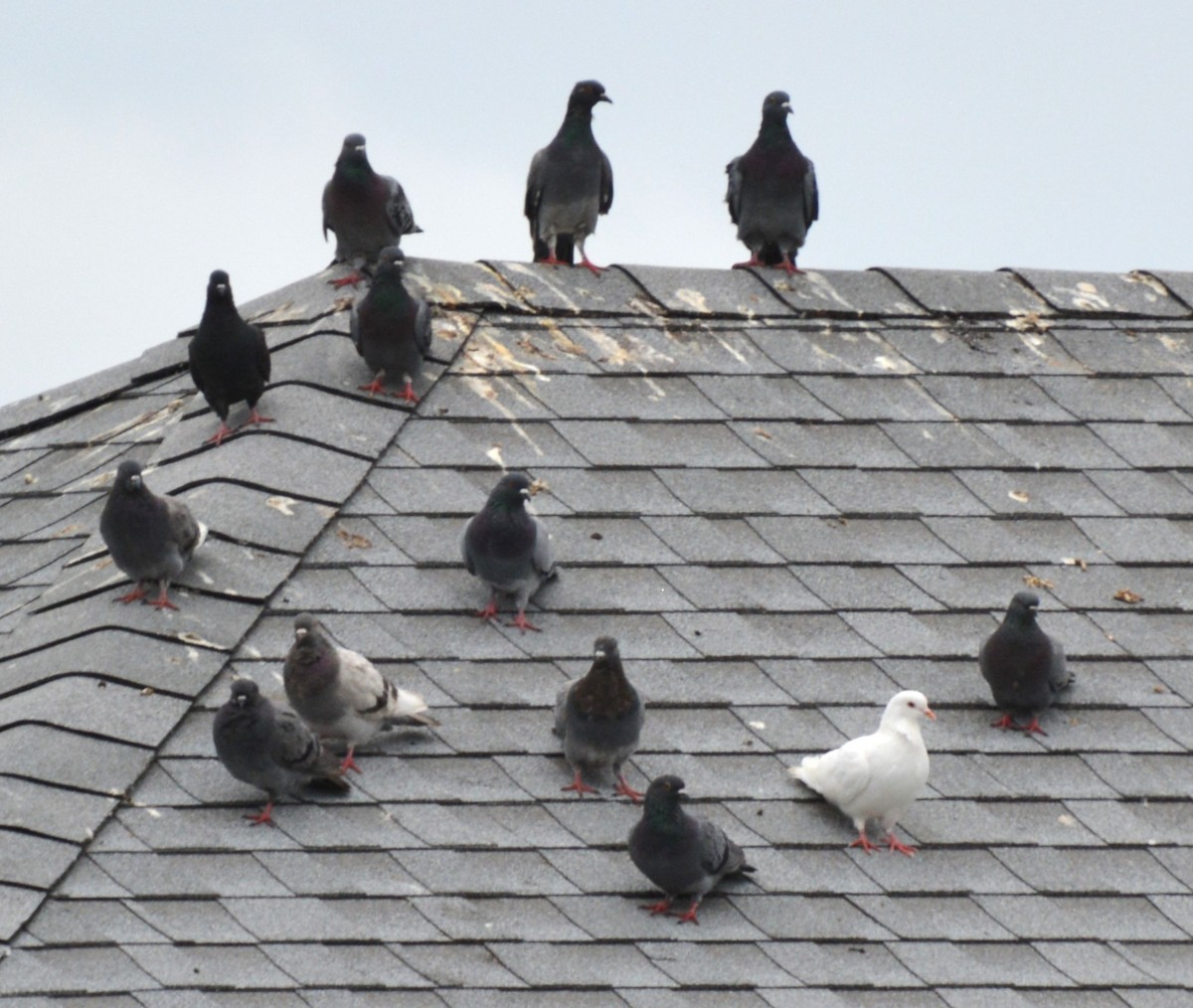 Rock Pigeon (Feral Pigeon) - ML624178038