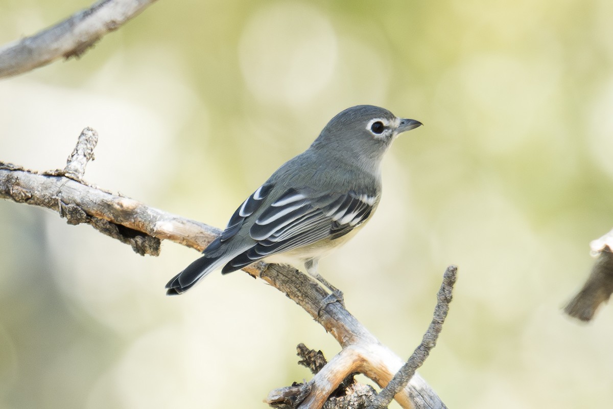 Plumbeous Vireo - ML624178043