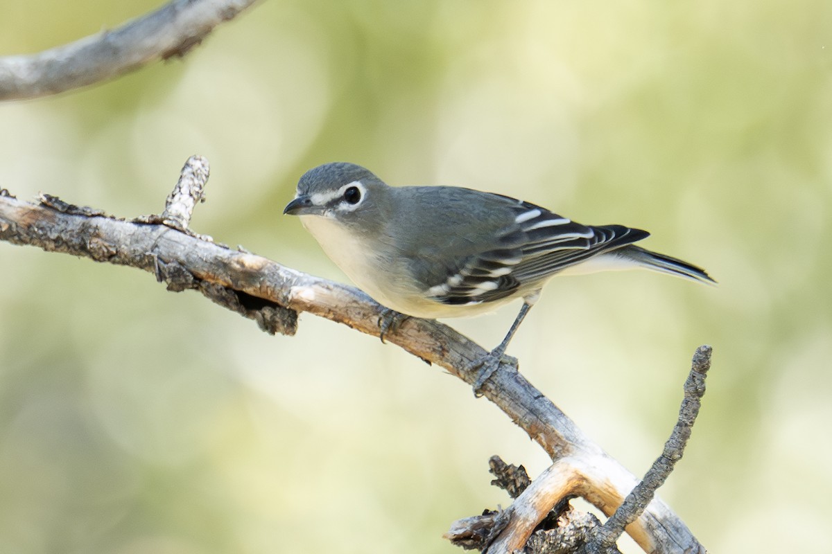 Plumbeous Vireo - ML624178044