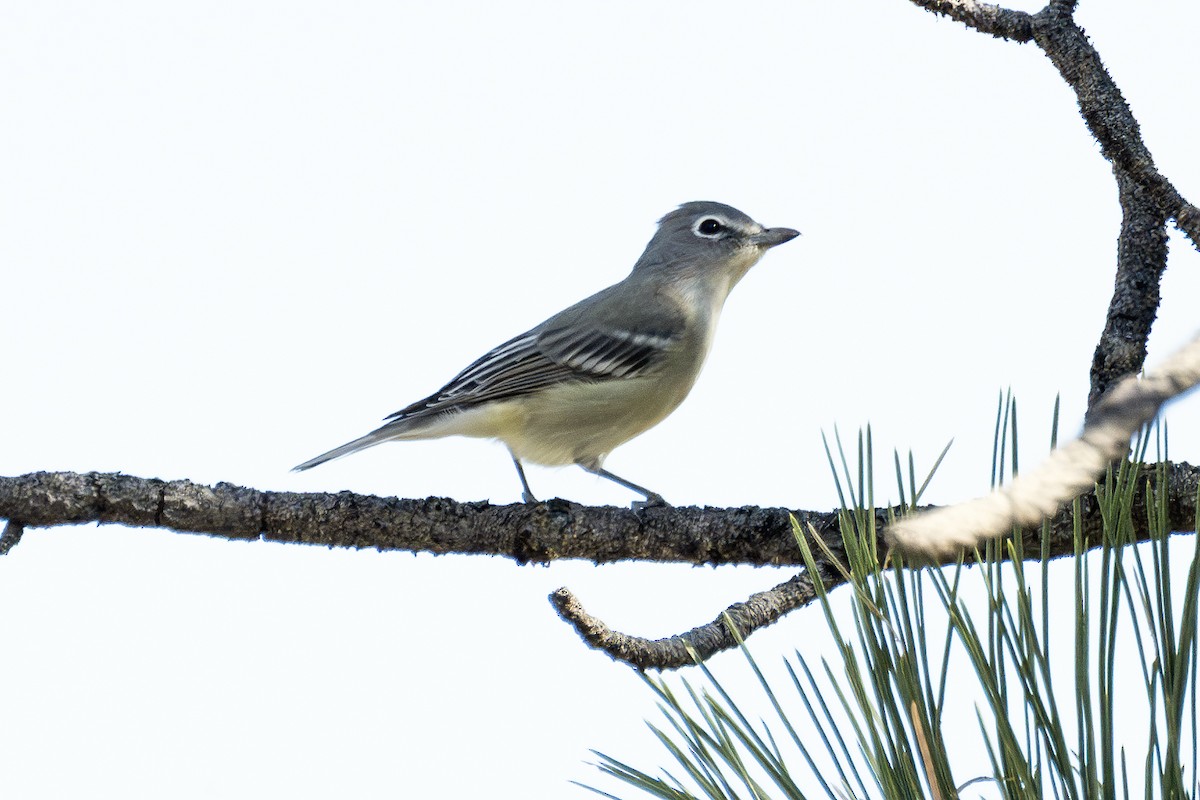 Plumbeous Vireo - ML624178045