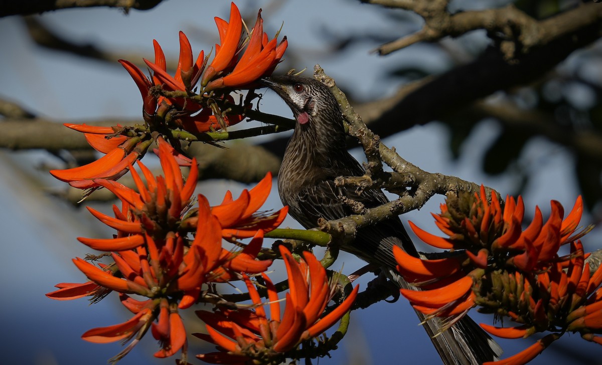 Red Wattlebird - ML624178050