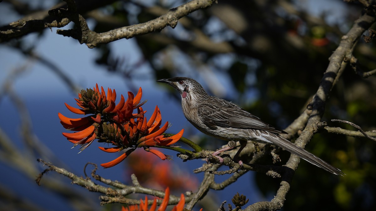 Red Wattlebird - ML624178051