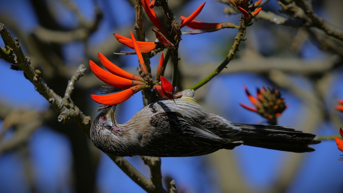 Red Wattlebird - ML624178052