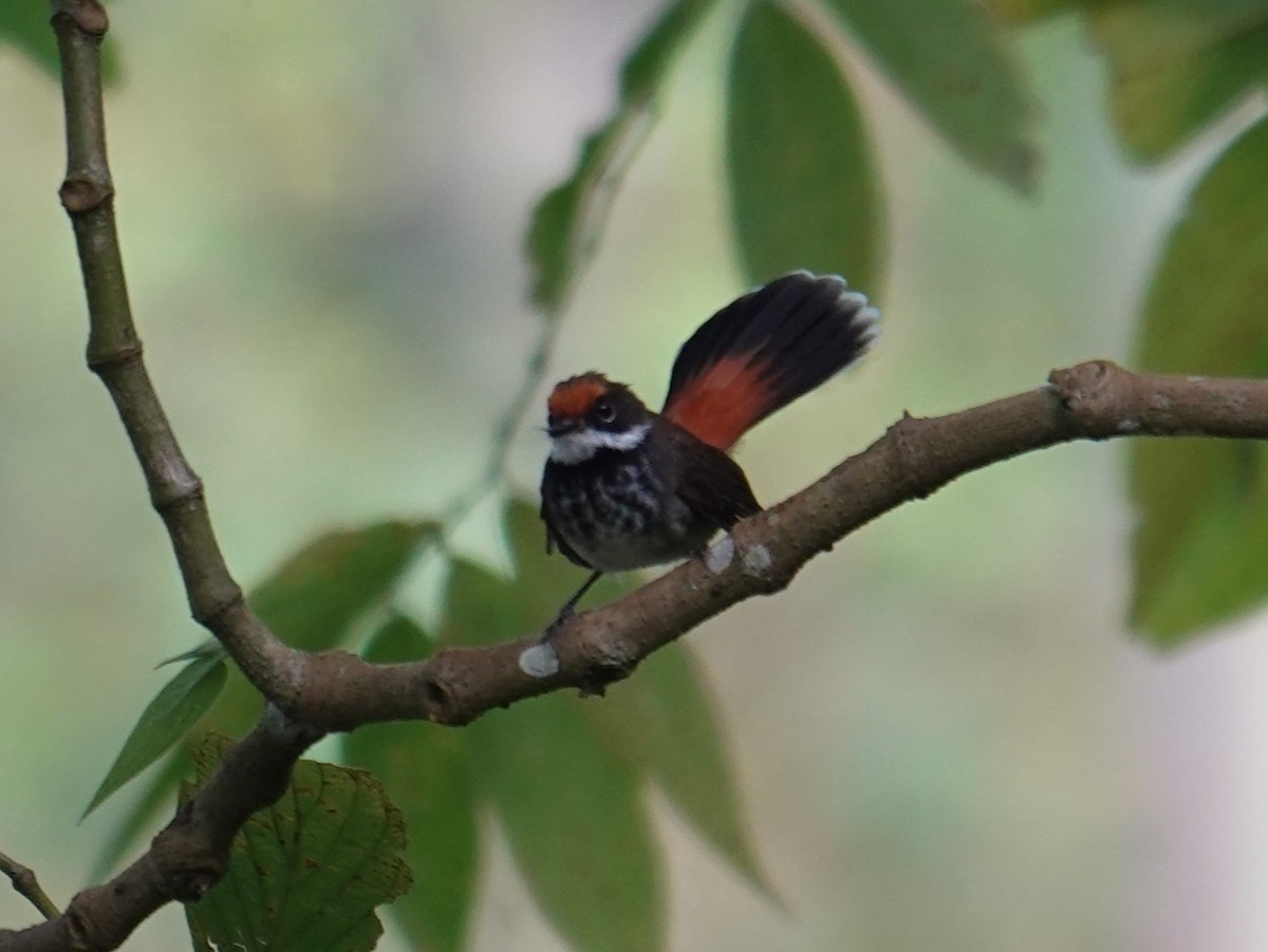 Solomons Rufous Fantail (Brown-backed) - ML624178058